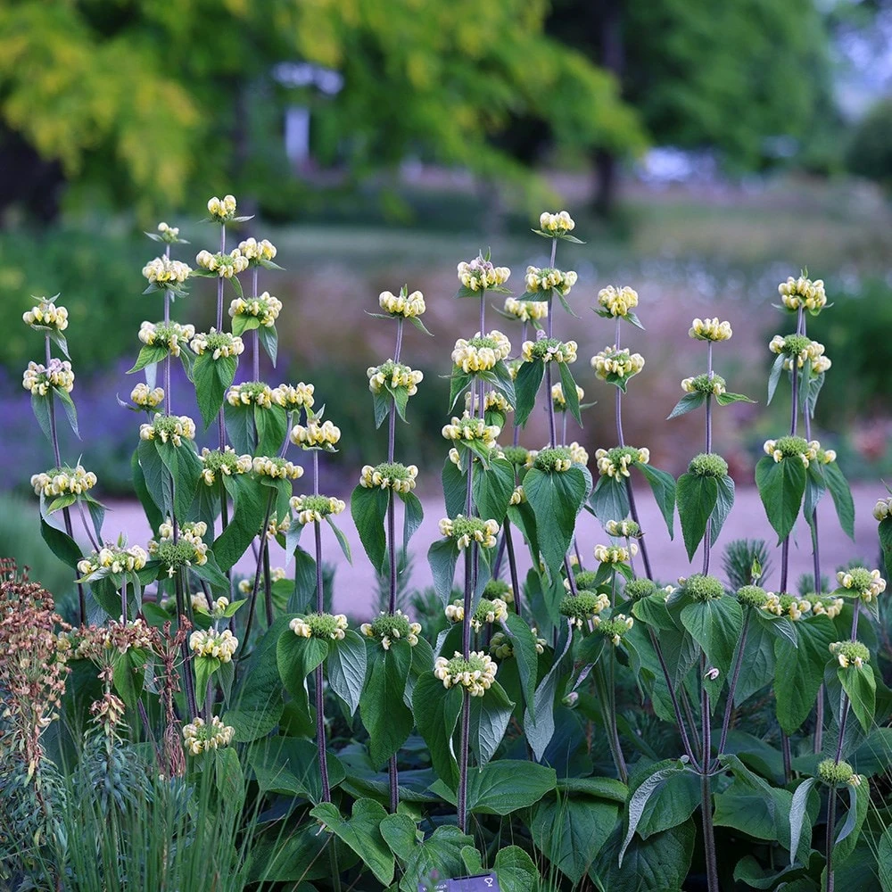 Phlomis Russeliana - Image 5