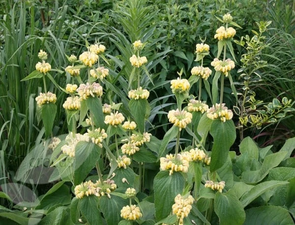 Phlomis Russeliana - Image 6