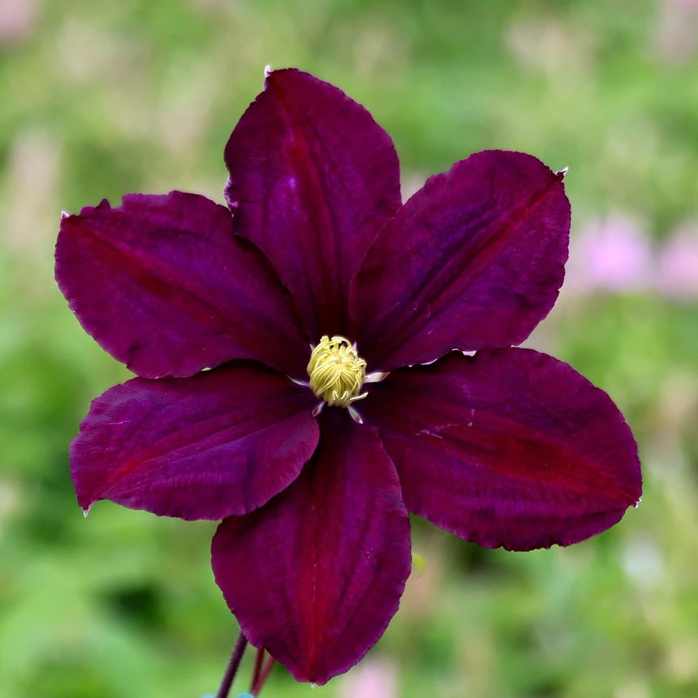 Clematis 'Warszawska Nike' - Image 2