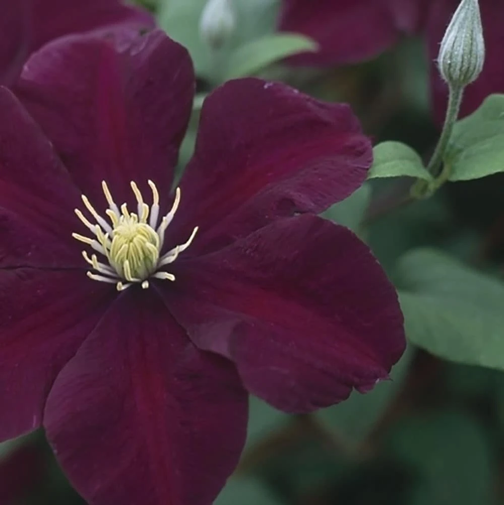 Clematis 'Warszawska Nike' - Image 3