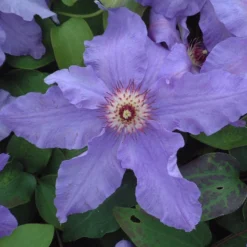Clematis 'Happy Anniversary'