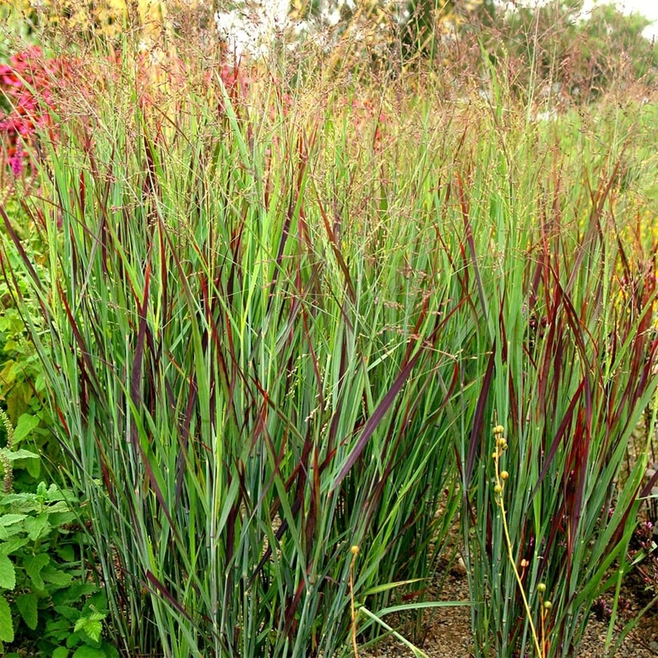 Panicum Virgatum 'Shenandoah'