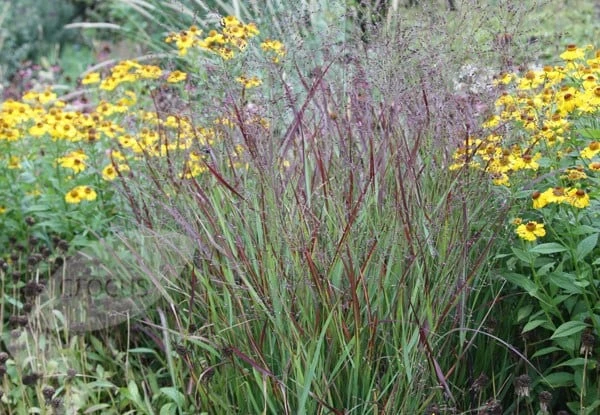 Panicum Virgatum 'Shenandoah' - Image 2