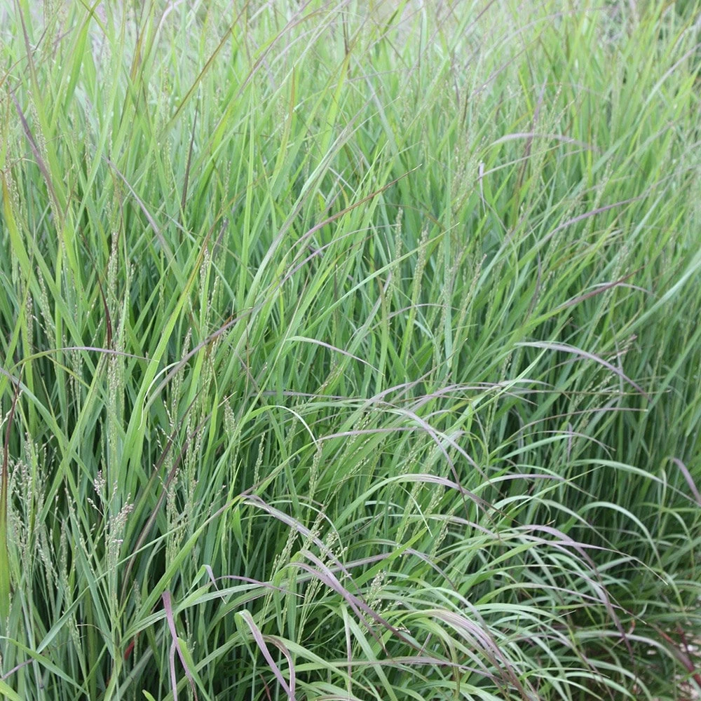 Panicum Virgatum 'Shenandoah' - Image 3