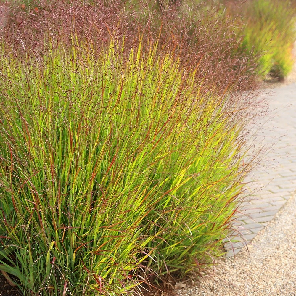 Panicum Virgatum 'Shenandoah' - Image 4