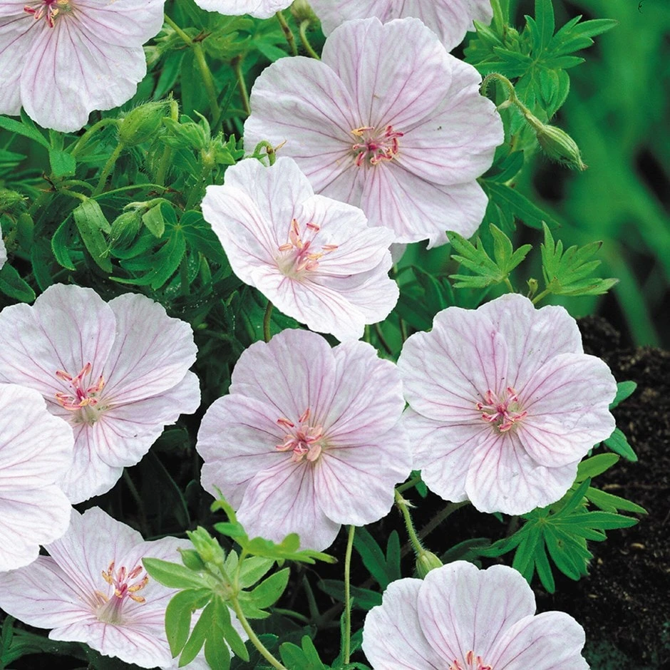 Geranium Sanguineum Var. Striatum