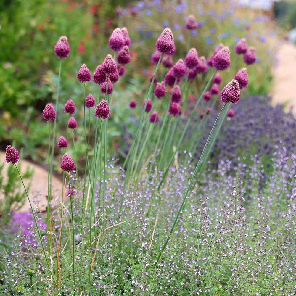 Allium Sphaerocephalon - Image 2