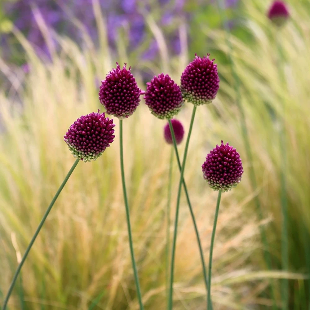 Allium Sphaerocephalon - Image 3