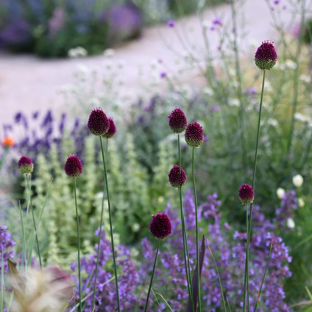 Allium Sphaerocephalon - Image 4