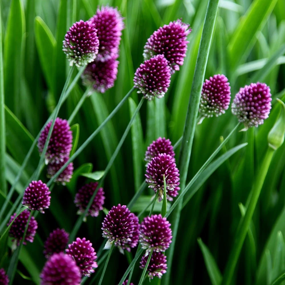 Allium Sphaerocephalon - Image 5