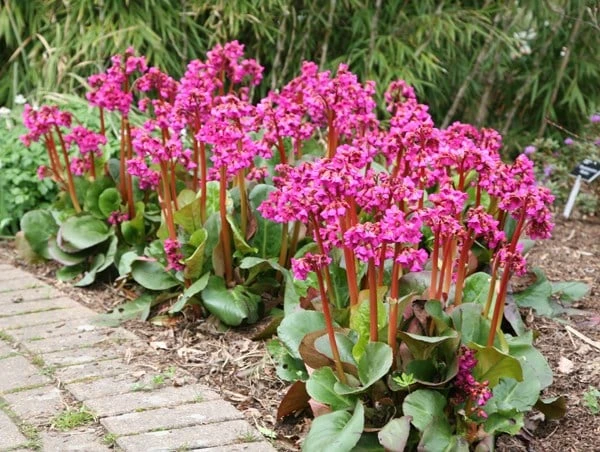 Bergenia 'Overture' - Image 2
