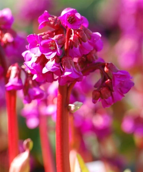 Bergenia 'Overture' - Image 3