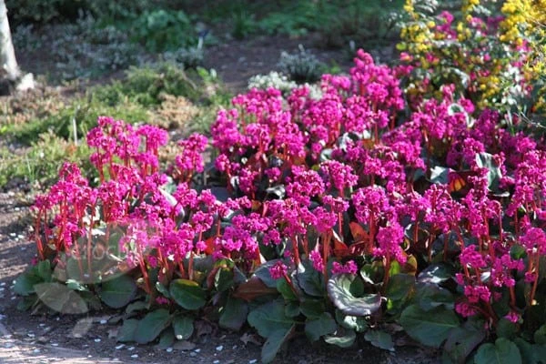 Bergenia 'Overture' - Image 4