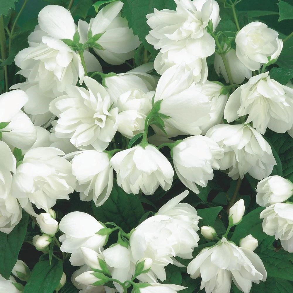 Philadelphus 'Snowbelle' - Image 2
