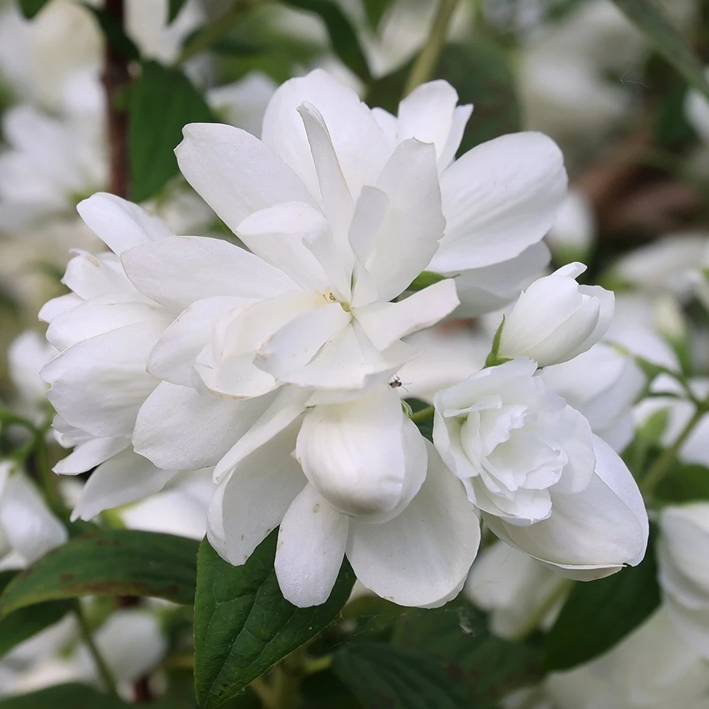 Philadelphus 'Snowbelle' - Image 3