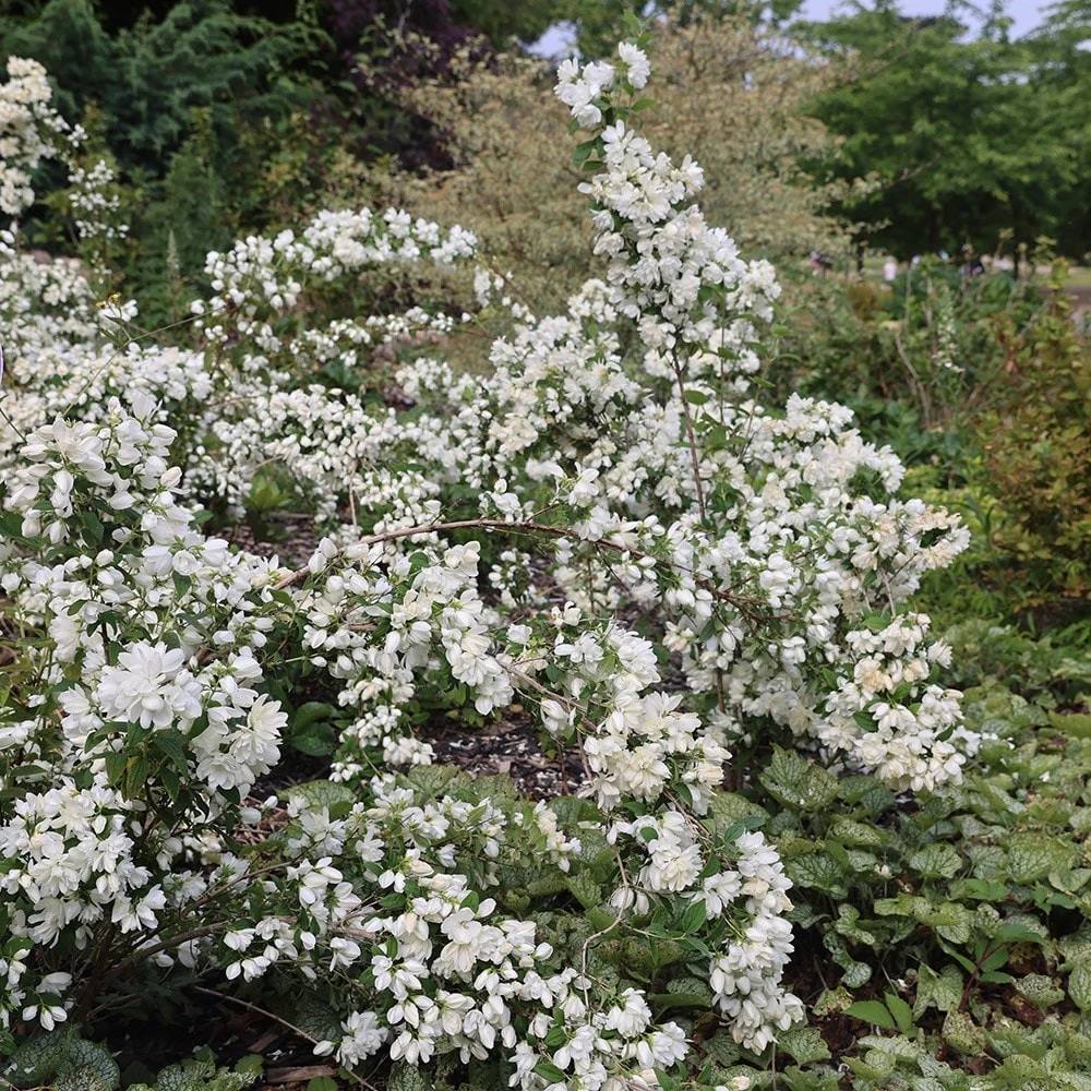 Philadelphus 'Snowbelle' - Image 4
