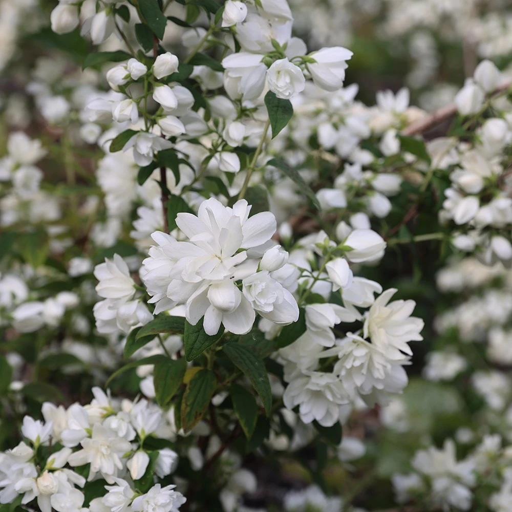 Philadelphus 'Snowbelle' - Image 5