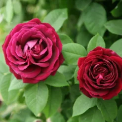 Rosa 'Souvenir Du Docteur Jamain'