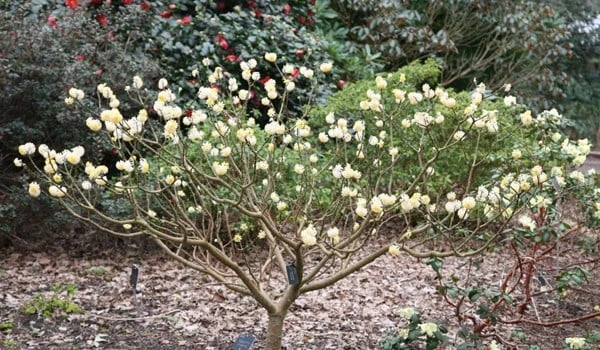 Edgeworthia Chrysantha - Image 2
