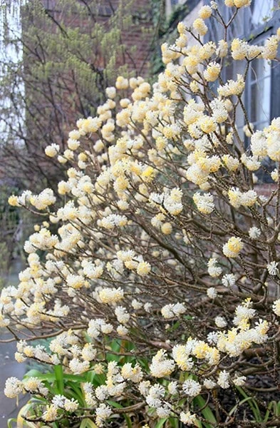 Edgeworthia Chrysantha - Image 3