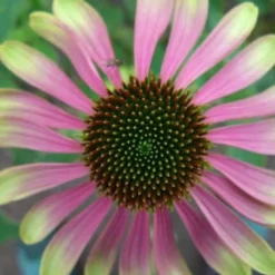 Echinacea 'Green Envy' (PBR)