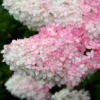 Hydrangea Paniculata Vanille Fraise ('Renhy') (PBR)