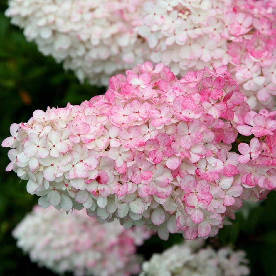 Hydrangea Paniculata Vanille Fraise ('Renhy') (PBR)