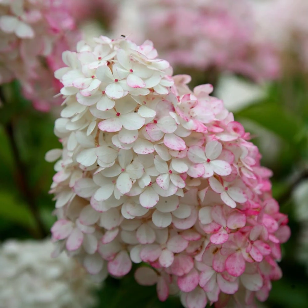 Hydrangea Paniculata Vanille Fraise ('Renhy') (PBR) - Image 4