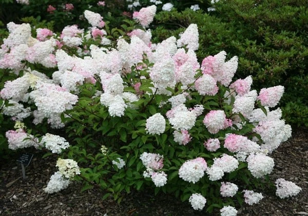 Hydrangea Paniculata Vanille Fraise ('Renhy') (PBR) - Image 6