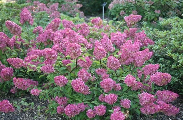 Hydrangea Paniculata Vanille Fraise ('Renhy') (PBR) - Image 7