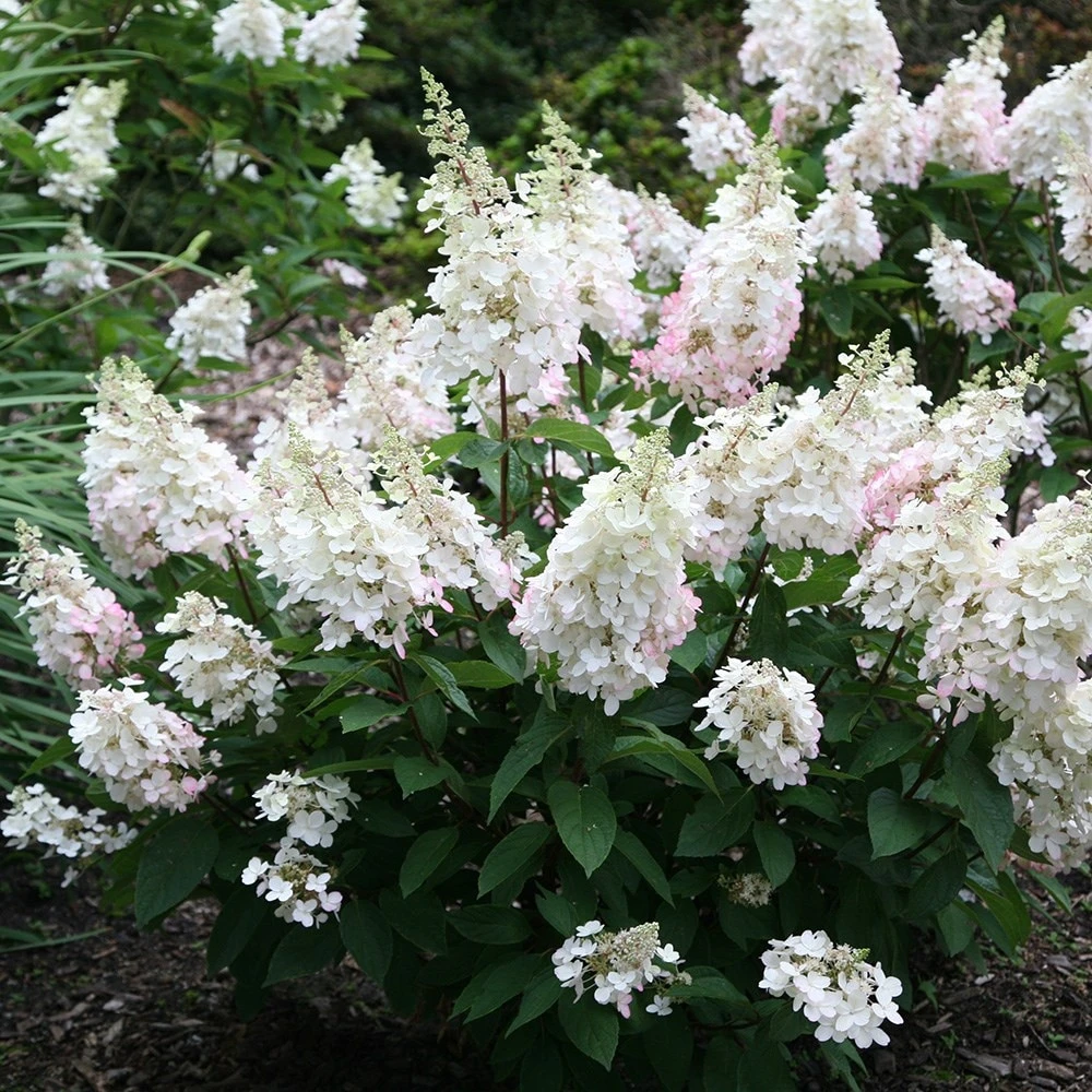 Hydrangea Paniculata Pinky-Winky ('Dvppinky') (PBR) - Image 2