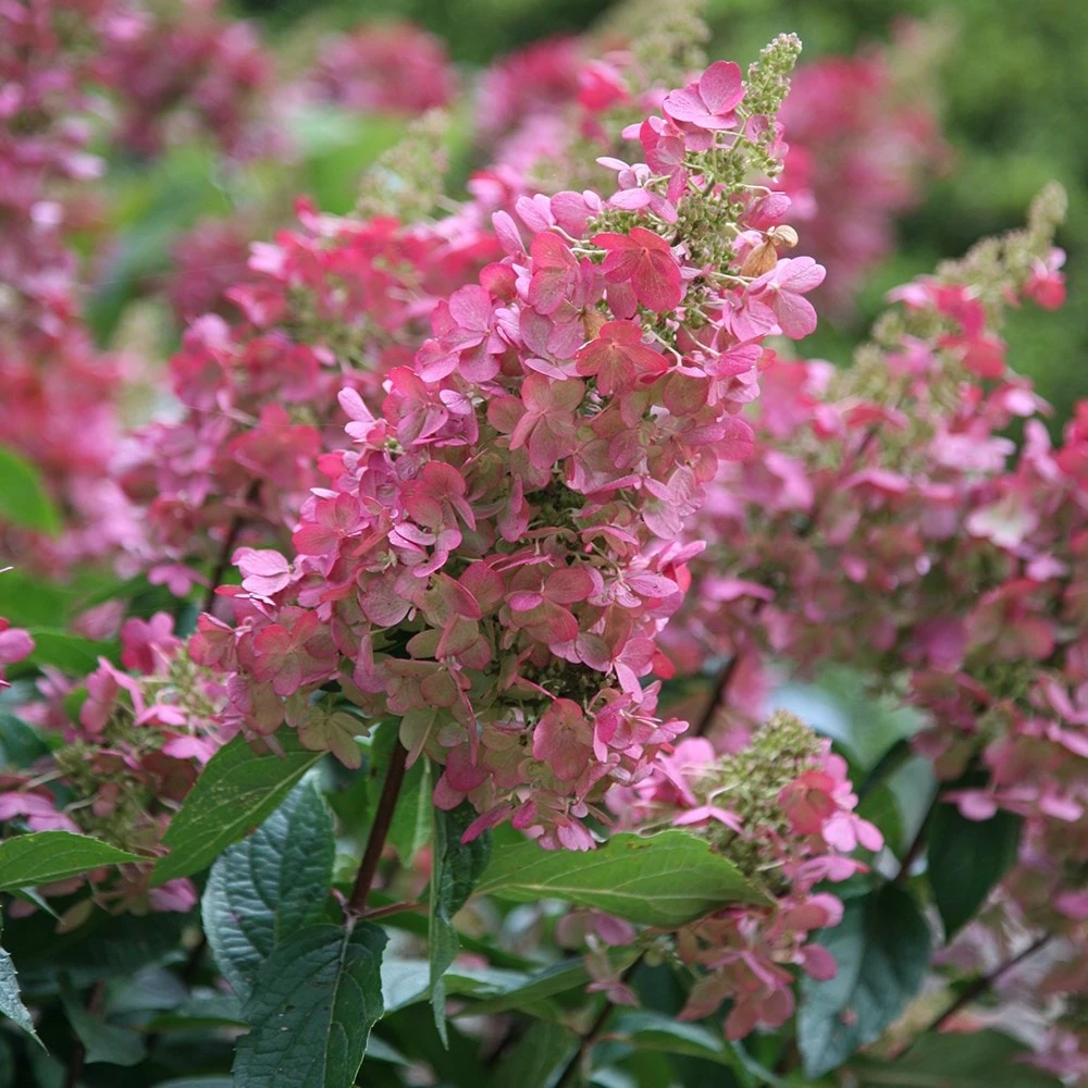 Hydrangea Paniculata Pinky-Winky ('Dvppinky') (PBR) - Image 3