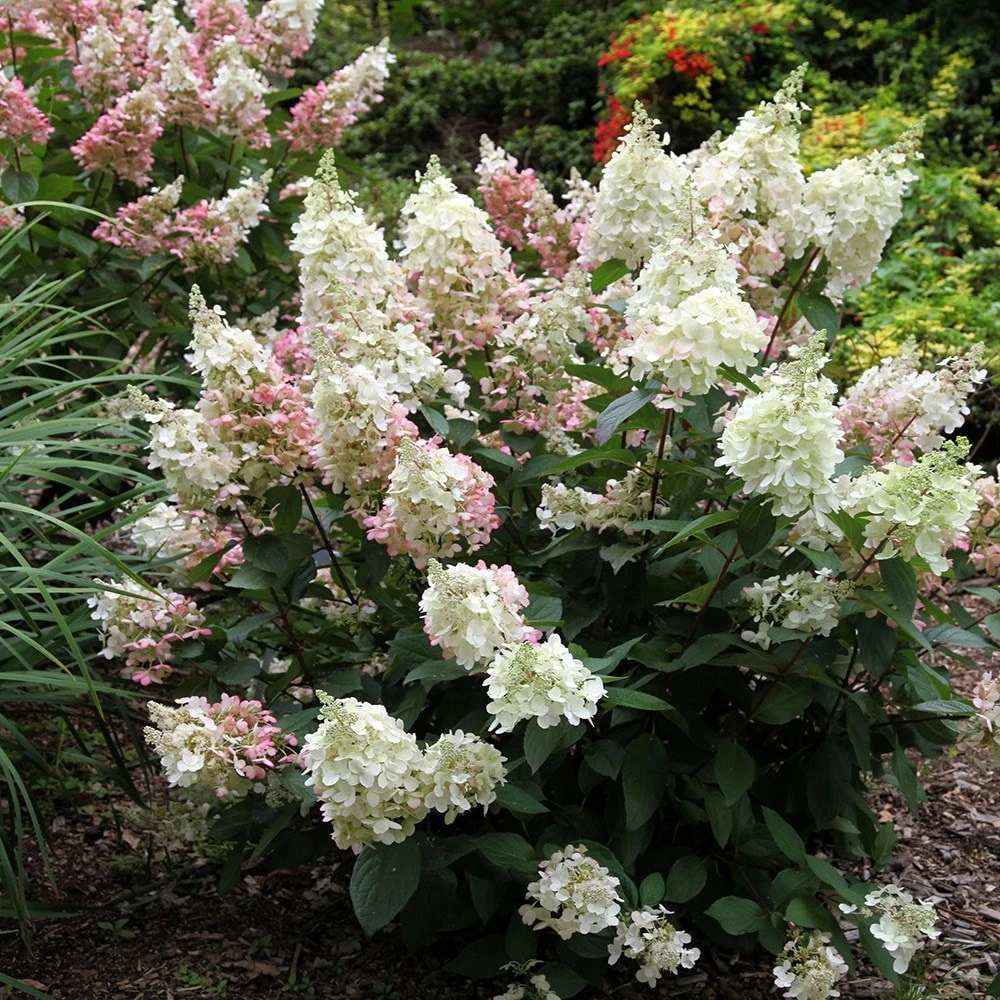 Hydrangea Paniculata Pinky-Winky ('Dvppinky') (PBR) - Image 4