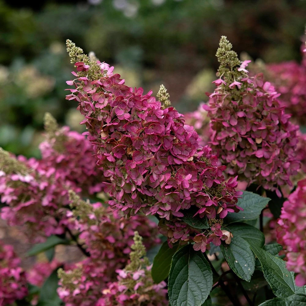 Hydrangea Paniculata Pinky-Winky ('Dvppinky') (PBR) - Image 5