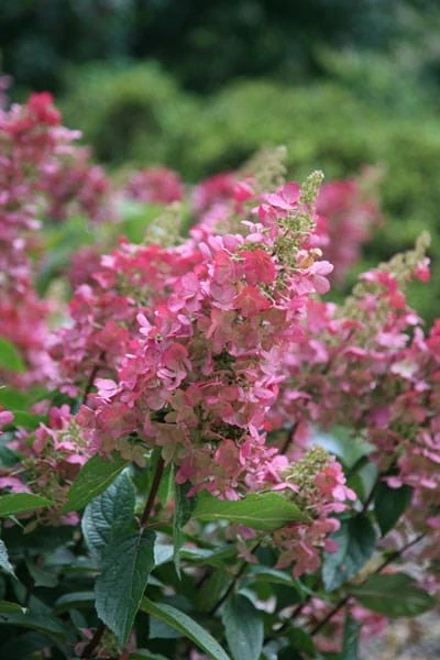 Hydrangea Paniculata Pinky-Winky ('Dvppinky') (PBR) - Image 6