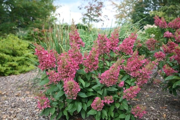Hydrangea Paniculata Pinky-Winky ('Dvppinky') (PBR) - Image 7