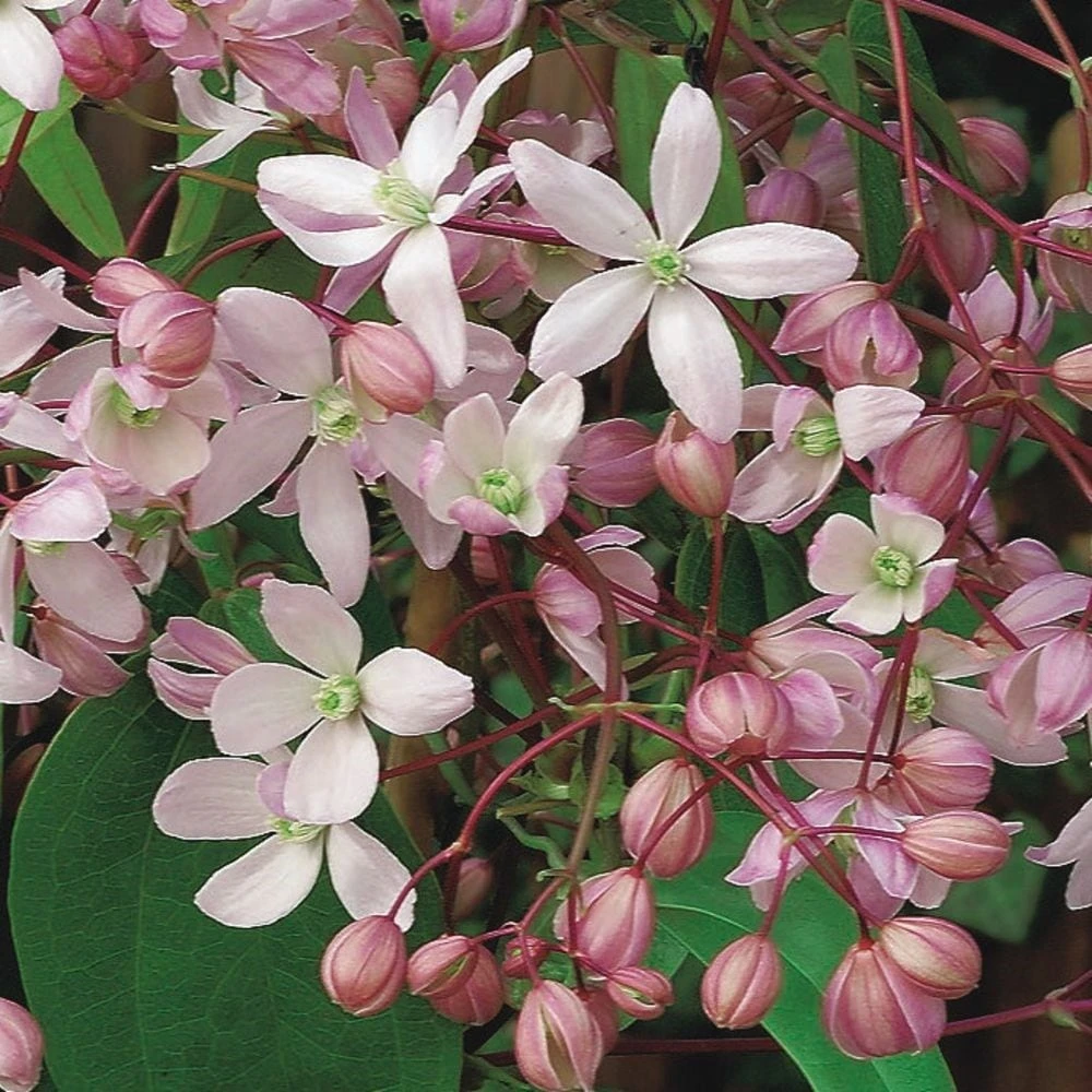 Clematis 'Hendersonii Rubra' - Image 2