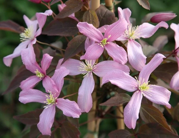 Clematis 'Warwickshire Rose' - Image 2