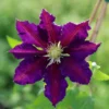 Clematis 'The Vagabond'