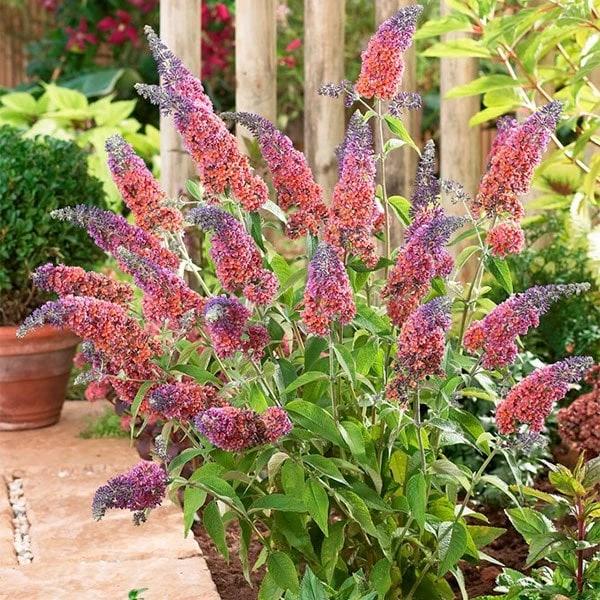 Buddleja × Weyeriana 'Bicolor' - Image 3
