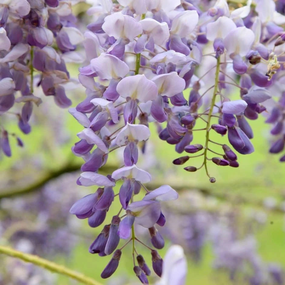 Wisteria Sinensis 'Amethyst'