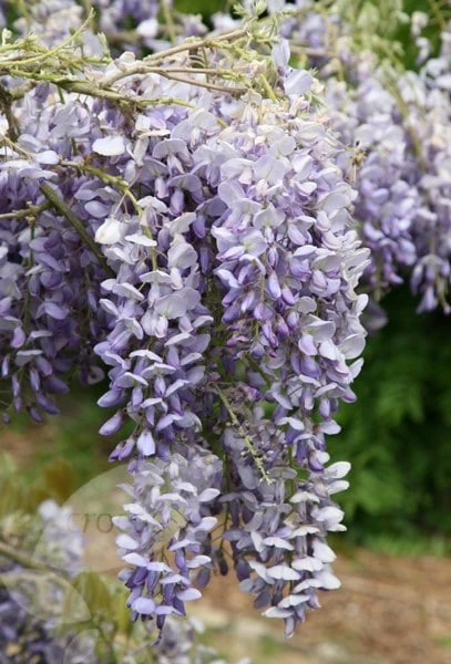 Wisteria Sinensis 'Amethyst' - Image 2