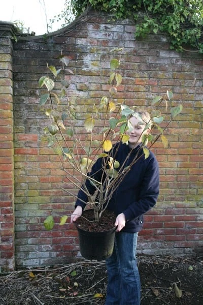 Viburnum × Carlcephalum - Image 2