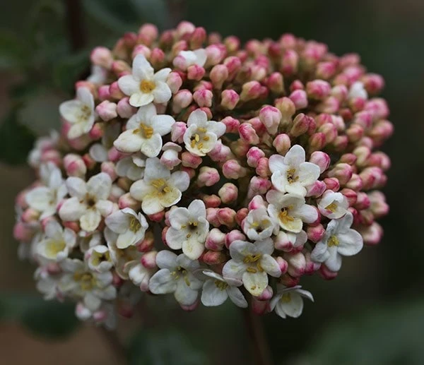 Viburnum × Carlcephalum - Image 3