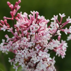 Syringa Pubescens Subsp. Microphylla 'Superba'