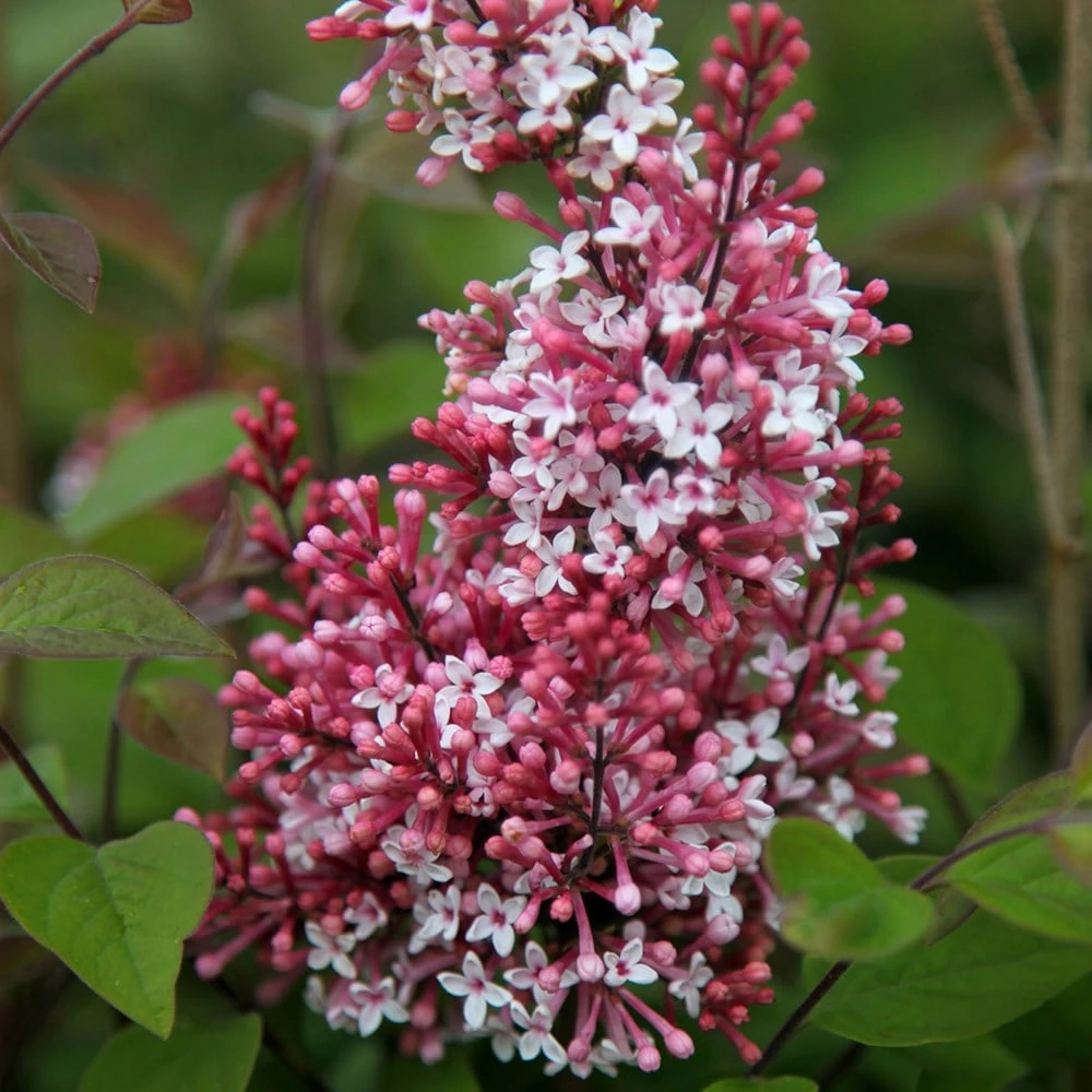 Syringa Pubescens Subsp. Microphylla 'Superba' - Image 2