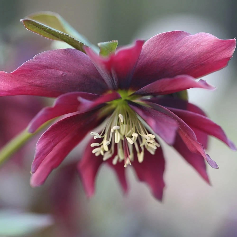 Helleborus × Hybridus Harvington Double Chocolate - Image 2