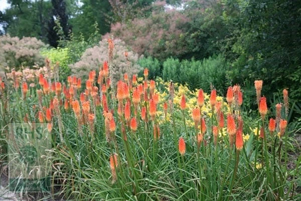 Kniphofia 'Royal Standard' - Image 2