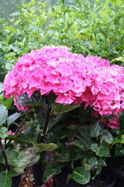 Hydrangea Macrophylla 'Black Steel Zambia' (Black Steel Series) - Image 2