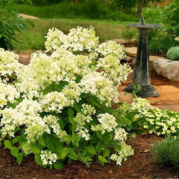 Hydrangea Paniculata 'Bombshell' (PBR) - Image 2